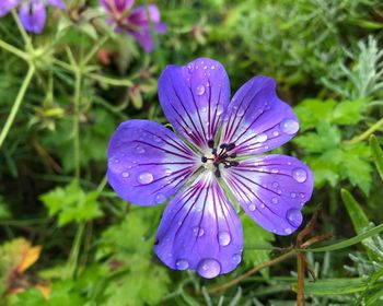 Close-up of purple flower blooming outdoors