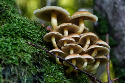 Close-up of mushrooms growing on tree