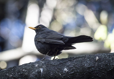 Close-up of bird perching outdoors