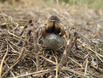 Close-up of insect on field