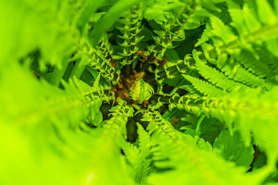 High angle view of leaves on plant