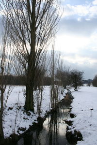 Bare tree by lake against sky