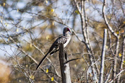 Bird perching on bare tree