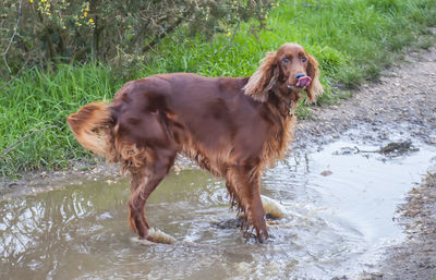 Dog standing in water