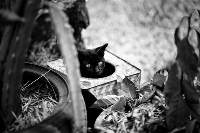 Close-up of a cat on field