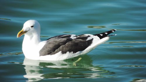 Close-up side view of a bird in water