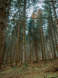 Low angle view of bamboo trees in forest