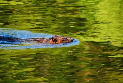 High angle view of duck swimming in lake