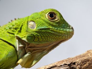 Close-up of iguana against clear sky