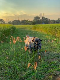 View of dog on field