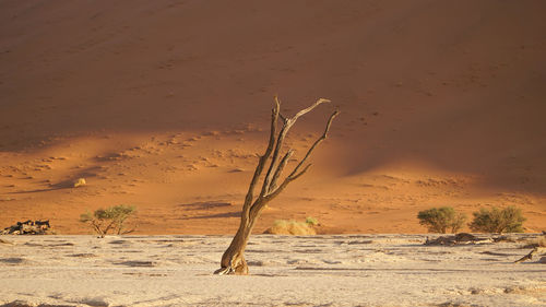 Scenic view of desert against sky