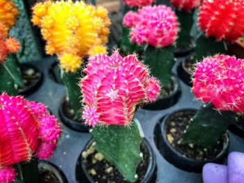 Close-up of flowers blooming outdoors