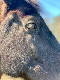 Close-up of a horse