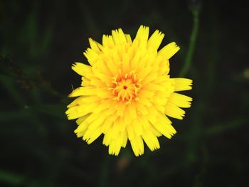 Close-up of yellow flower blooming outdoors