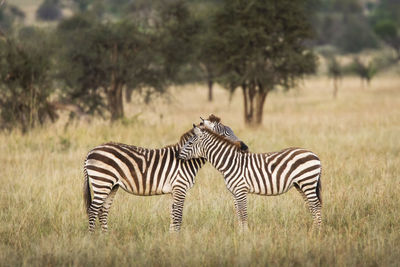 View of zebras on field