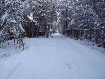 Road amidst trees in forest during winter