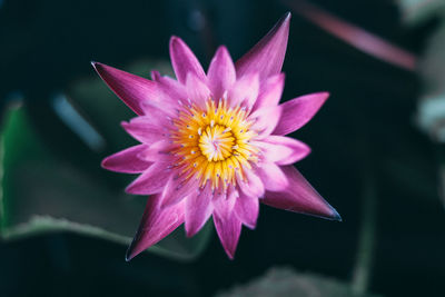 Close-up of pink water lily