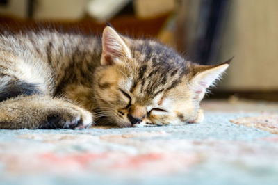Close-up of a cat sleeping