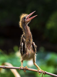 Close-up of bird