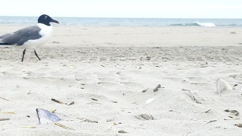 High angle view of seagull on beach