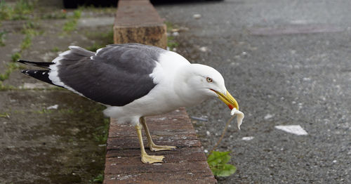 Close-up of seagull flying