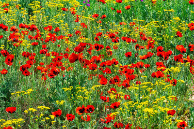 Red poppy flowers growing on field
