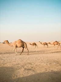 Camel standing on sand at desert against clear sky