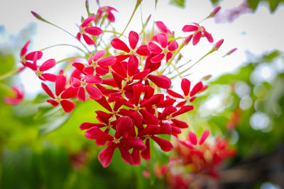 Close-up of red flowering plant