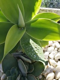 Close-up of fresh green plant