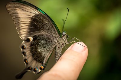 Close-up of butterfly on flower