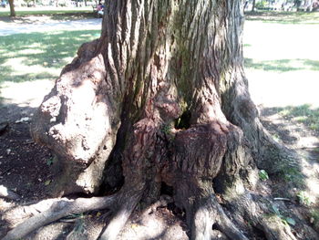 Close-up of moss on tree trunk