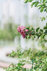 Close-up of pink flowering plant