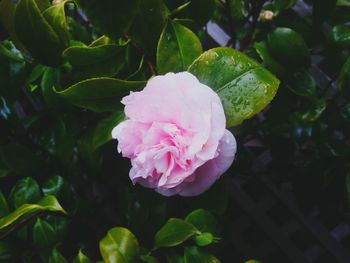 Close-up of pink flowers