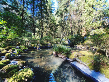 Stream flowing through rocks in forest