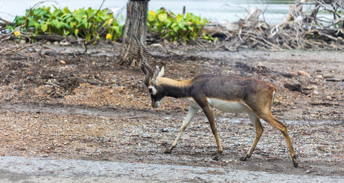 Deer in a forest