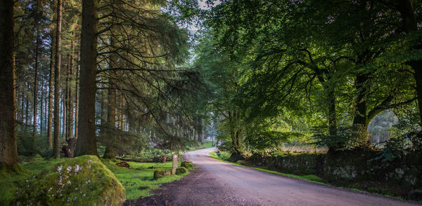 Road passing through forest