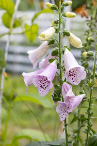 plant