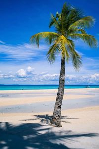 Palm tree by sea against sky