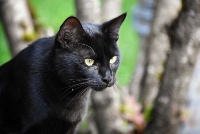 Close-up of black cat
