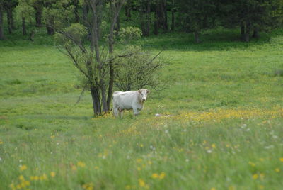 Dog on field against trees