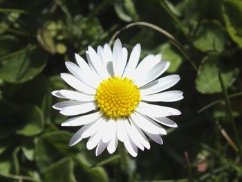 Close-up of flower blooming outdoors