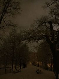 Road along bare trees