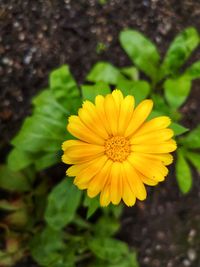 Close-up of yellow flower