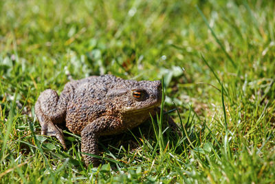 Close-up of a frog on field