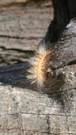 Close-up of an animal on tree trunk