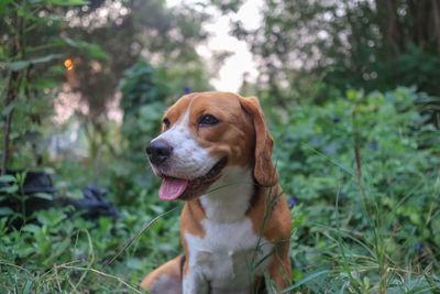 Dog looking away on field