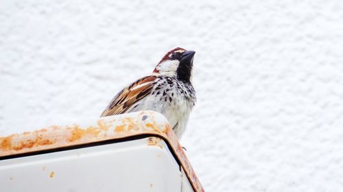 Close-up of bird perching on a car