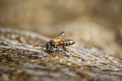 Close-up of fly on rock