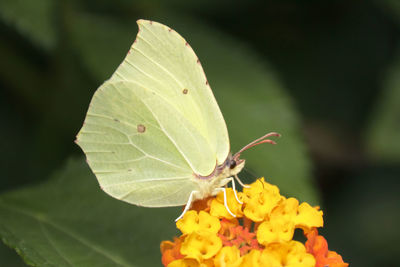 Close-up of butterfly pollinating on flower