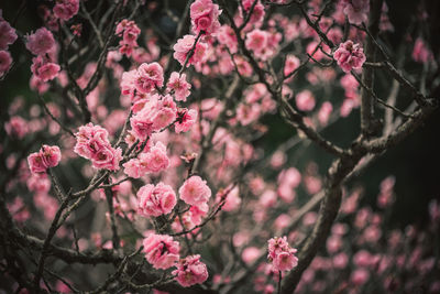 Close-up of pink cherry blossoms in spring